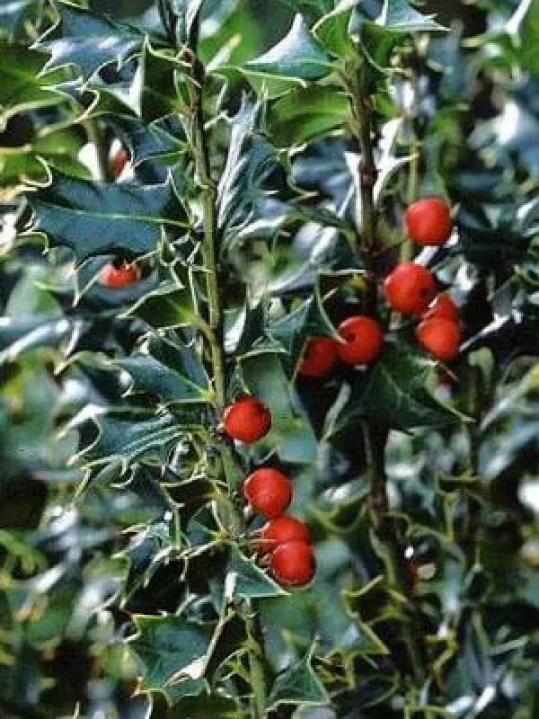 Spiny holly