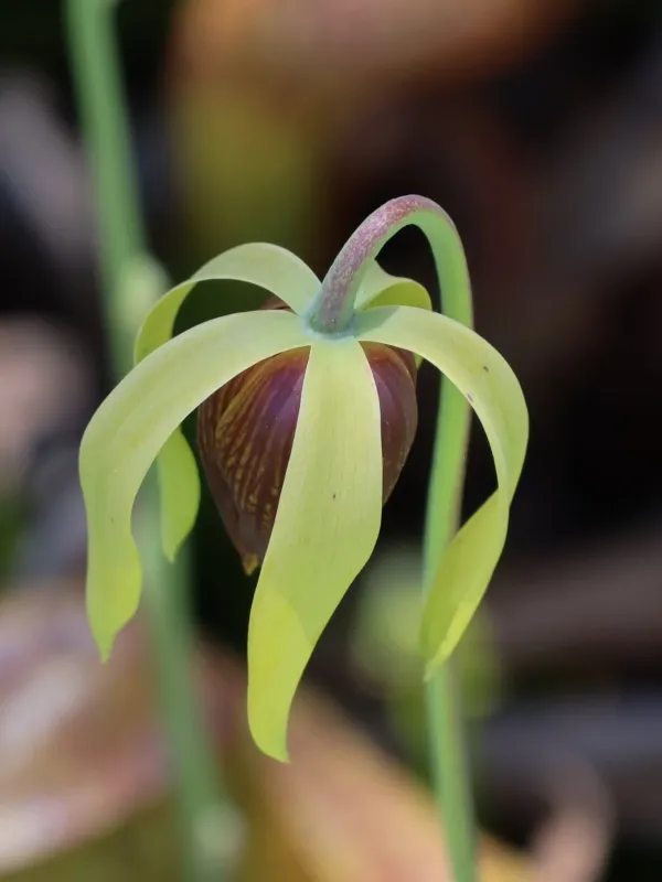 Darlingtonia californica