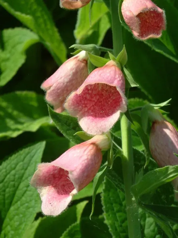 Merton foxglove