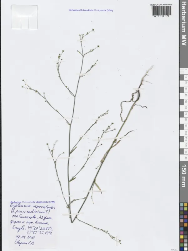 Bupleurum asperuloides