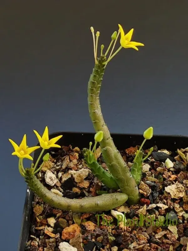 Socotrella dolichocnema