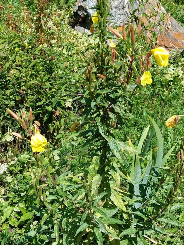 Willow-leaved evening primrose