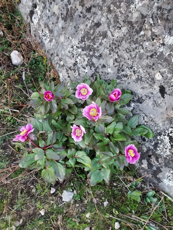 Corsican peony
