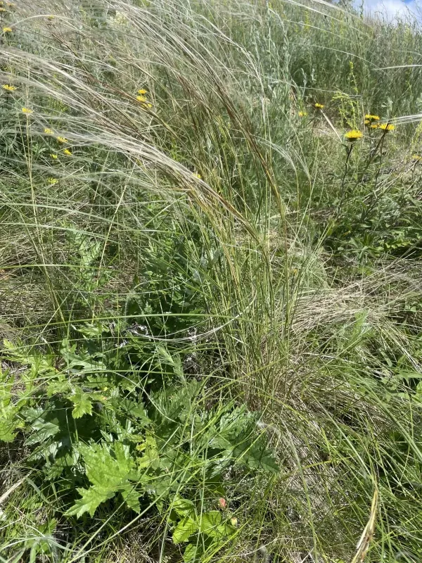 Stipa dasyphylla