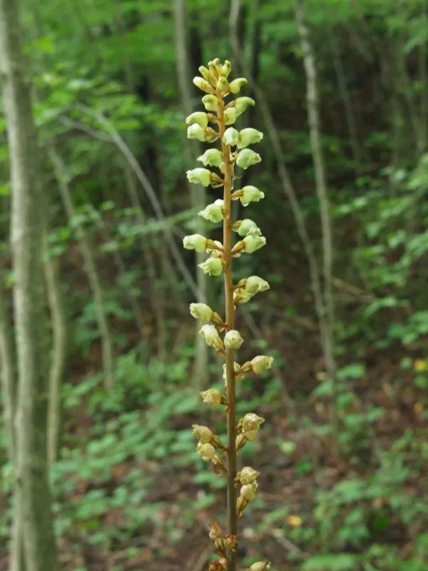 Gastrodia elata