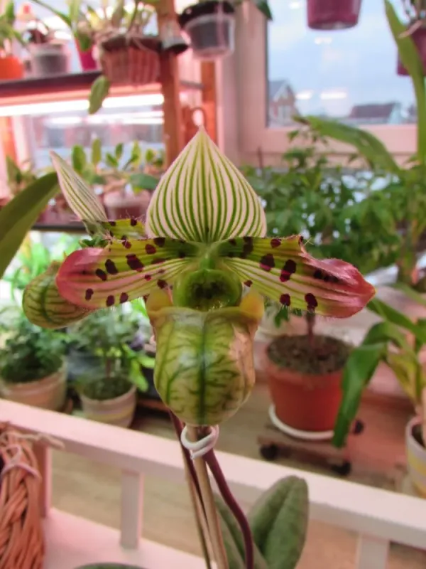 Paphiopedilum venustum