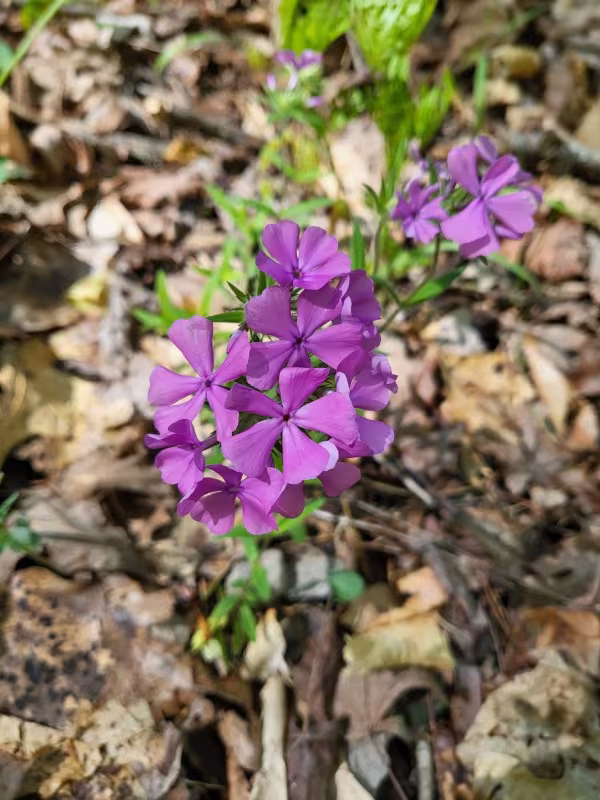 Phlox amoena