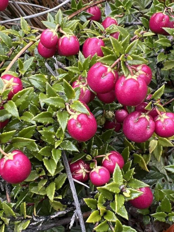 Gaultheria mucronata