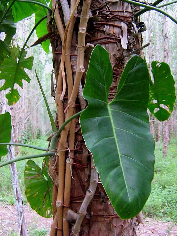 Philodendron alatum