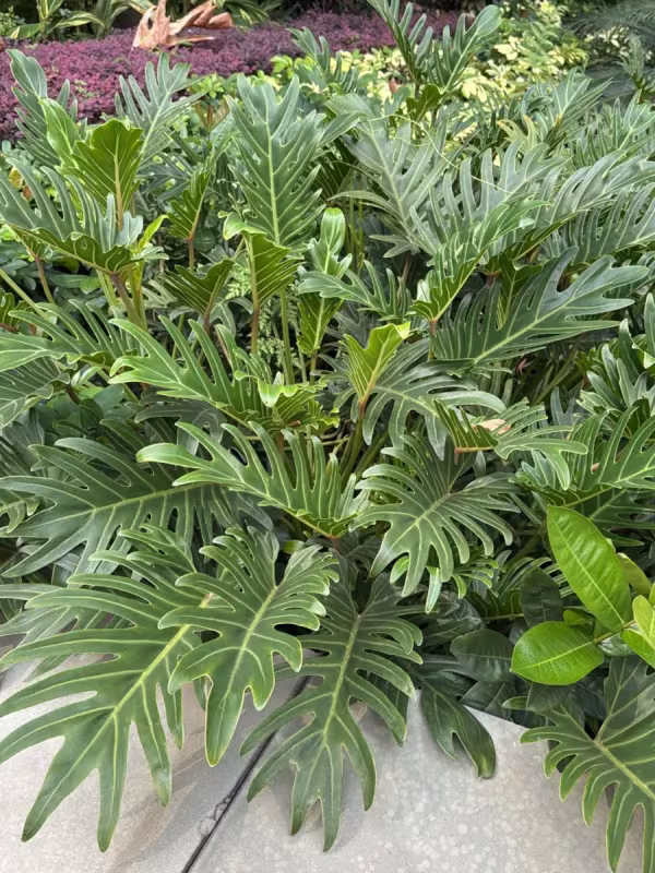 Philodendron xanadu