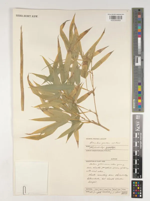 Bisset's bamboo