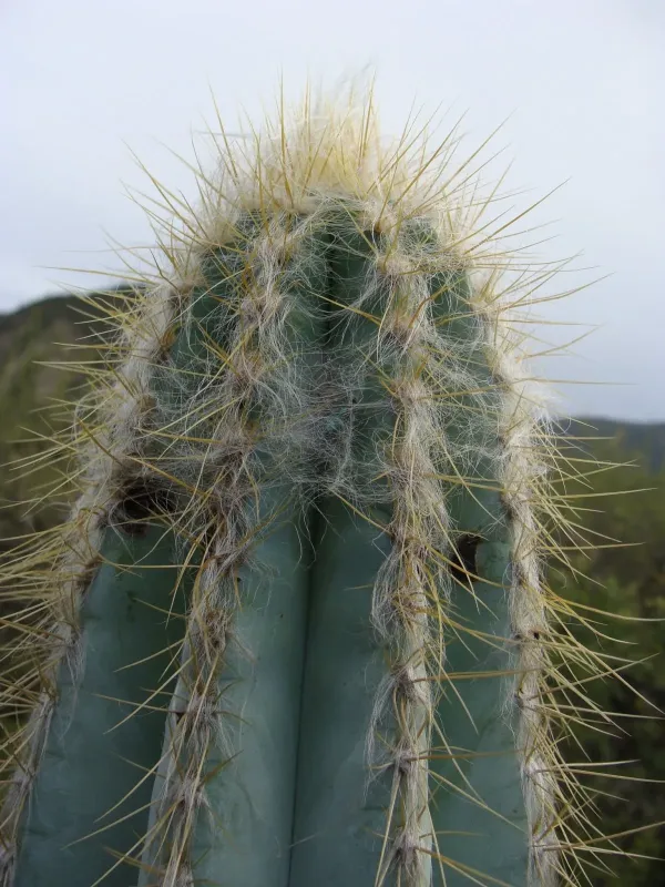 Pilosocereus chrysacanthus