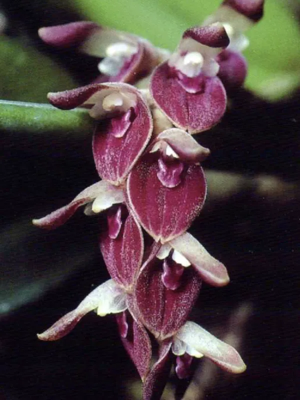 Acianthera denticulata