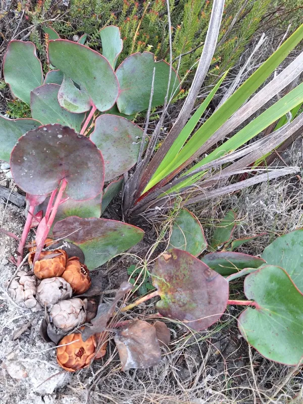 Protea cordata