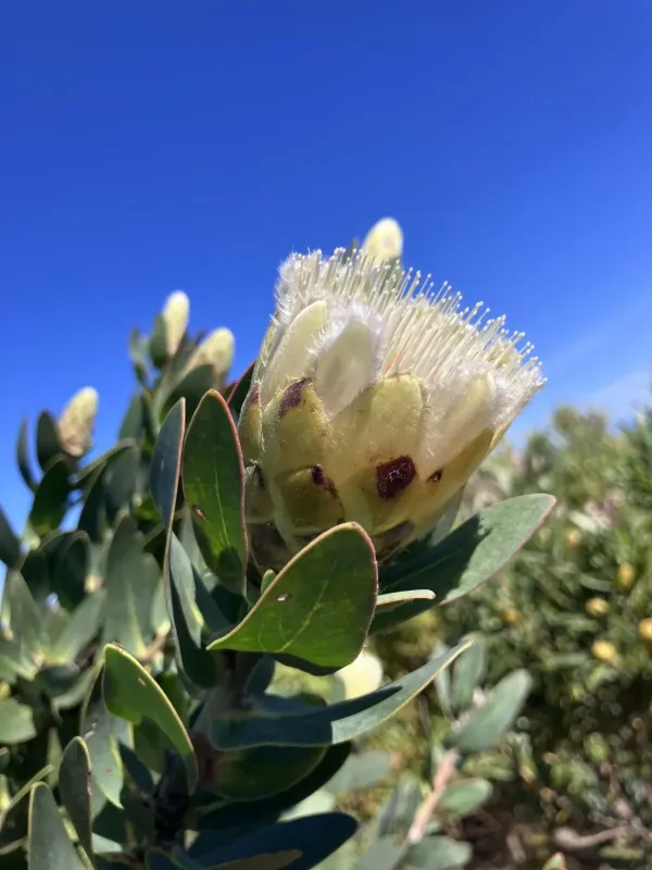 Protea mundii