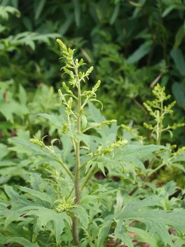 Przewalskia tangutica
