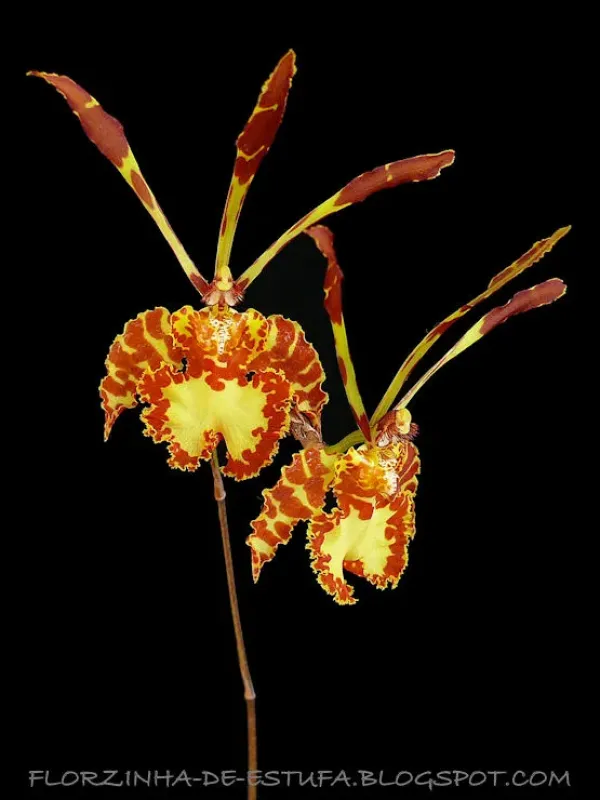 Psychopsis versteegiana