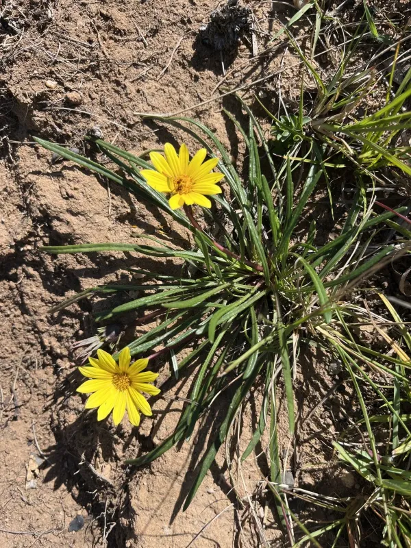Gazania krebsiana