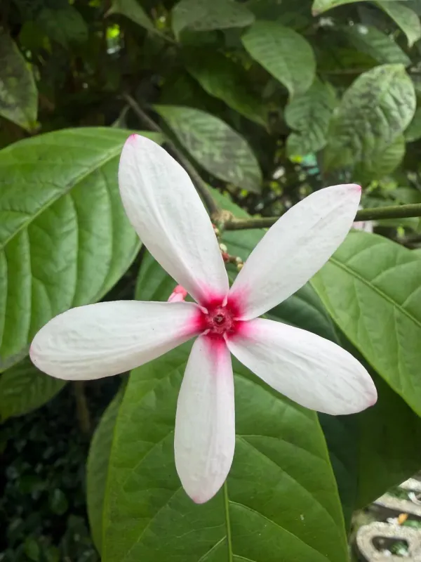 Kopsia fruticosa