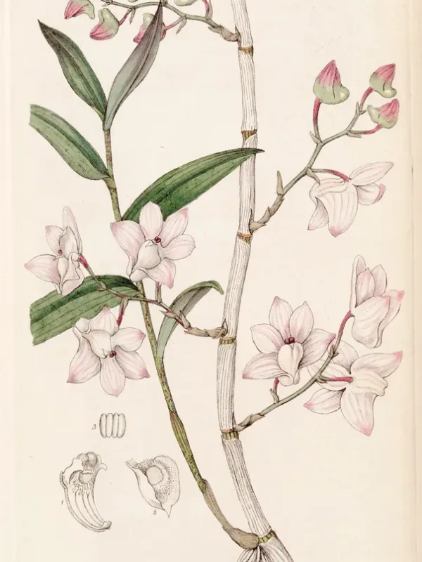 Dendrobium aduncum