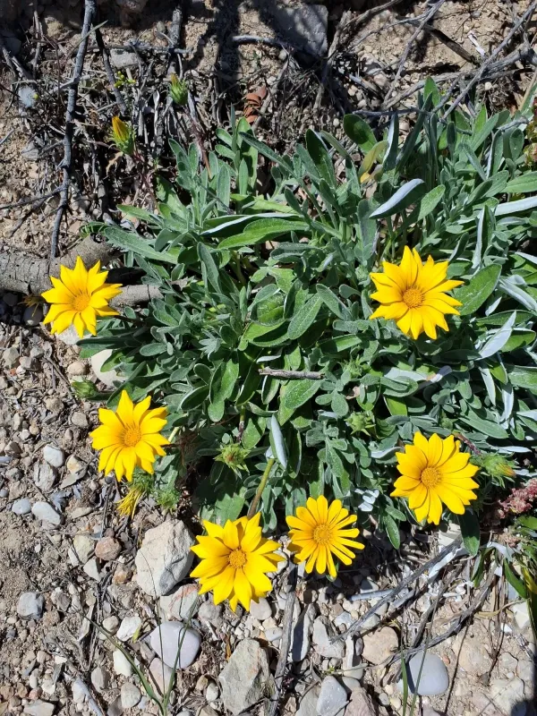 Gazania rigens