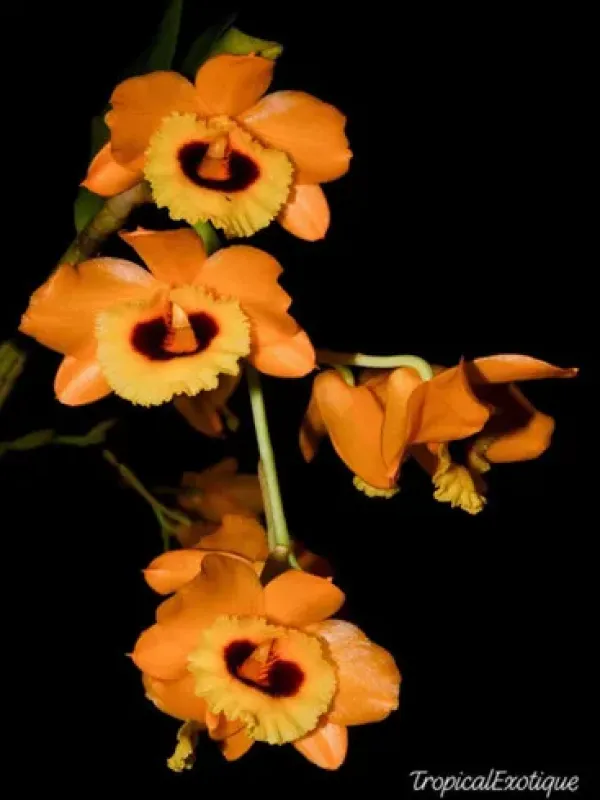 Dendrobium denneanum