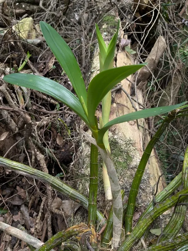 Dendrobium speciosum