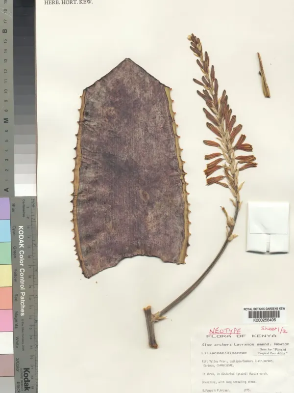 Aloe archeri