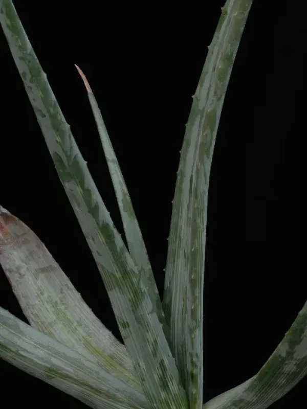 Aloe bargalensis