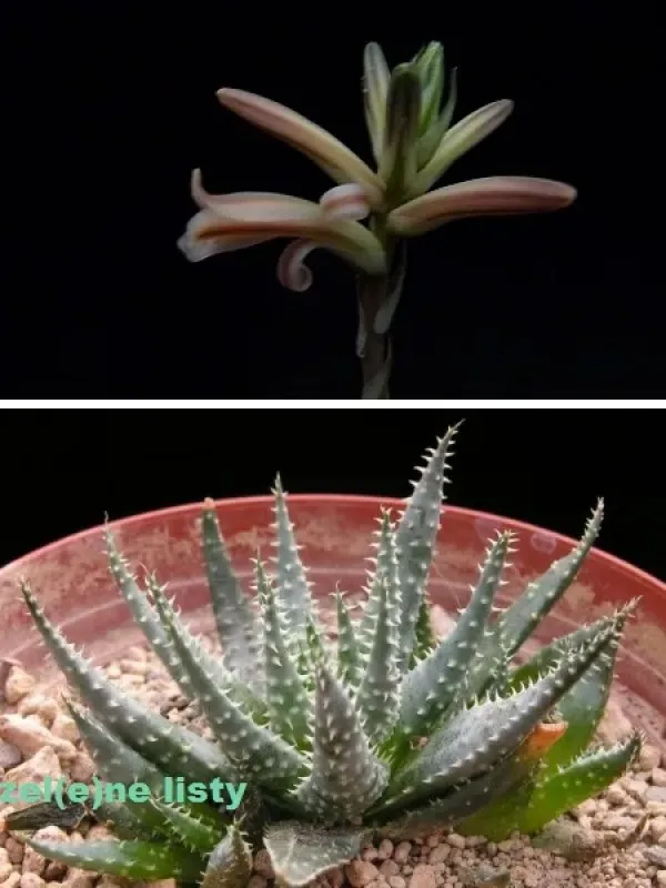 Aloe florenceae
