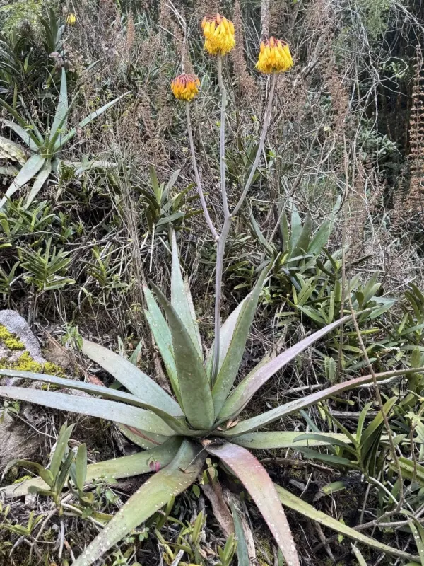 Aloe capitata