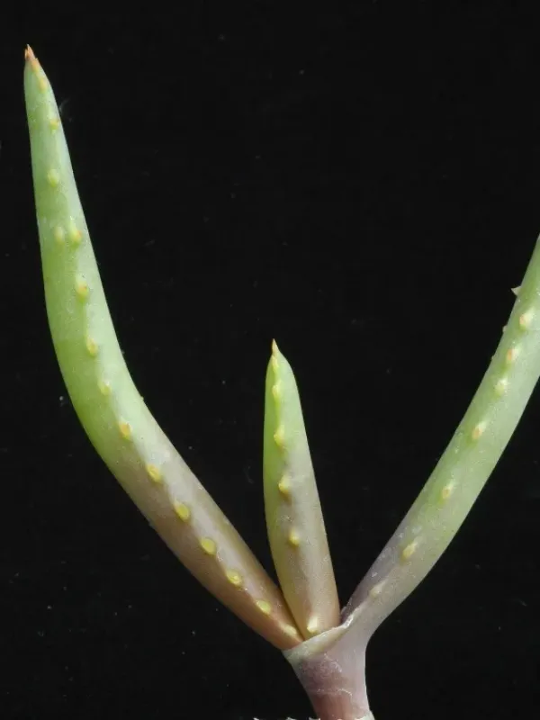 Aloe hoffmannii
