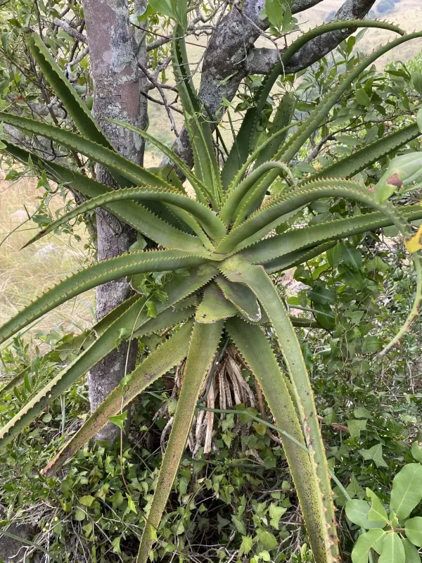 Aloe rupestris