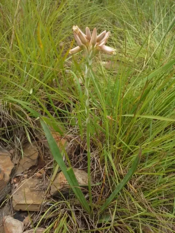Aloe minima