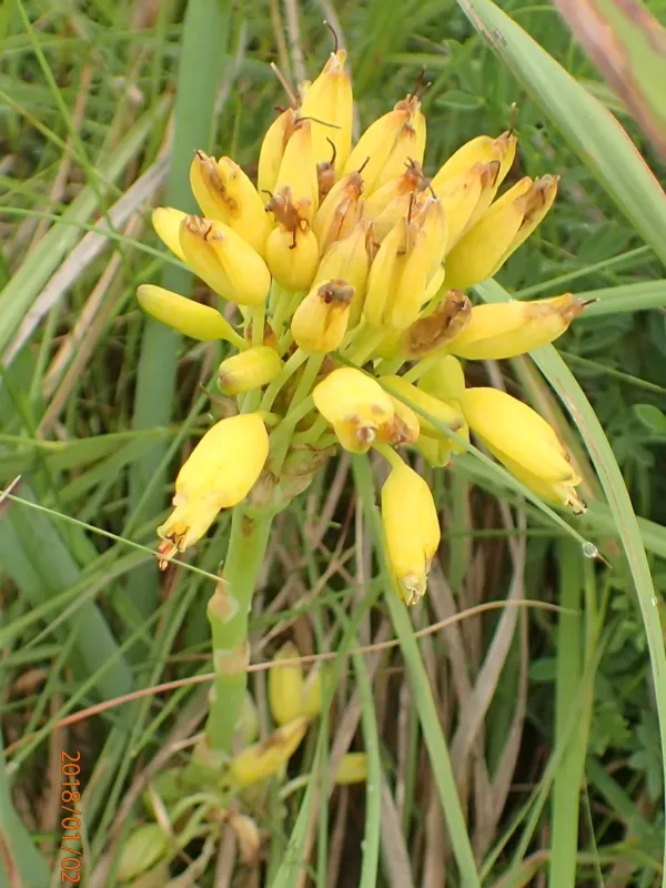 Aloe kraussii