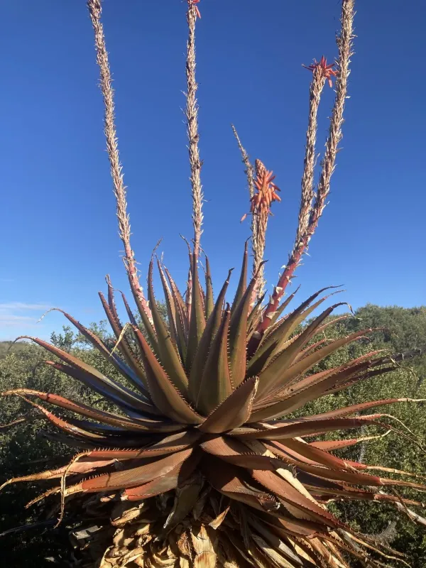 Aloe lineata