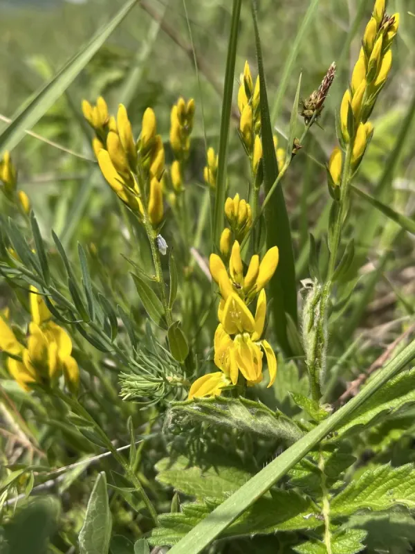 Dyer's greenweed