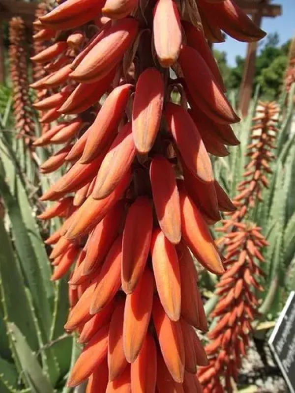 Aloe porphyrostachys