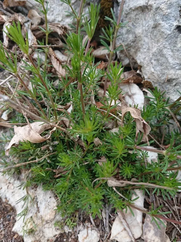 Galium firmum