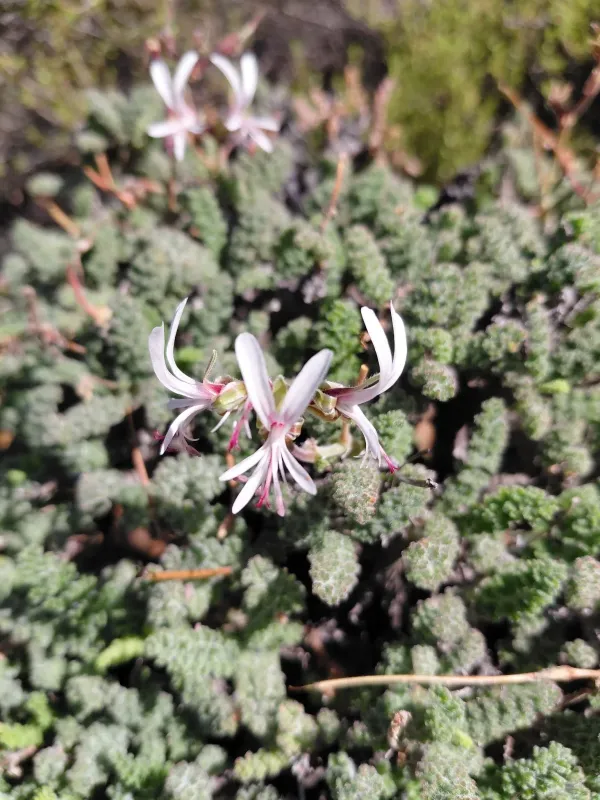 Pelargonium alternans