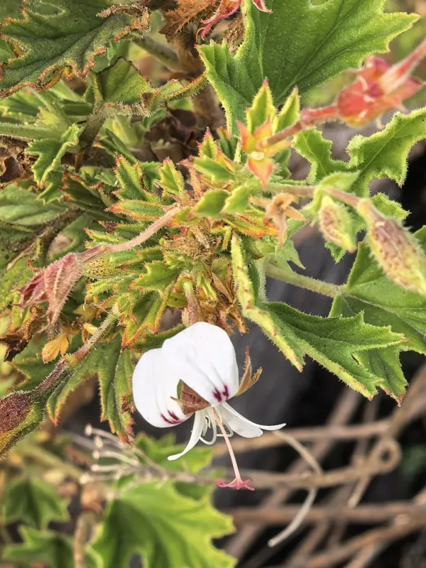 Pelargonium scabrum