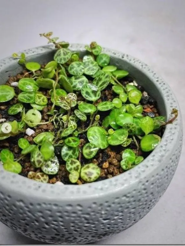Peperomia prostrata