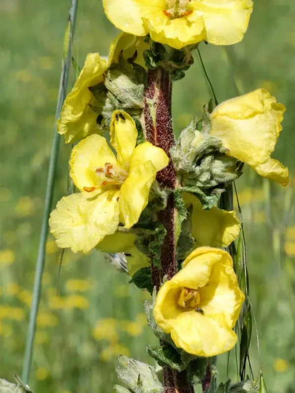 Samnite mullein
