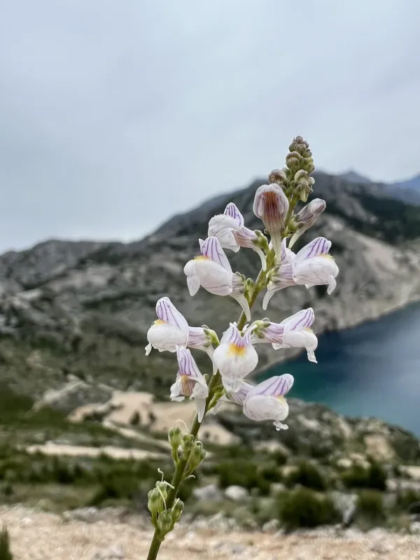 Linaria microsepala