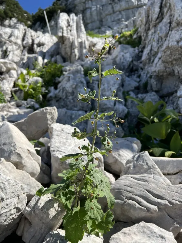 Bosnian figwort