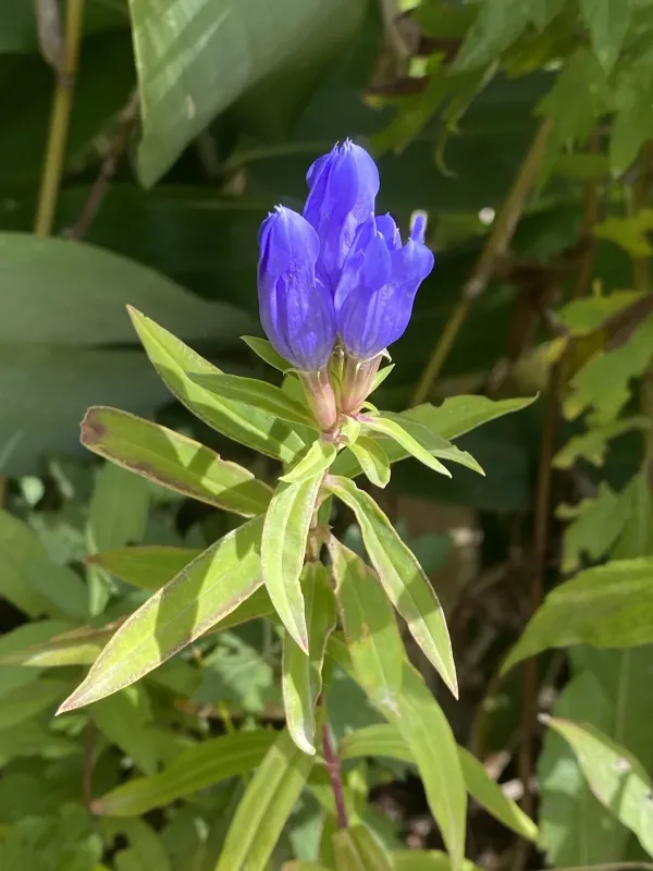 Gentiana axillariflora