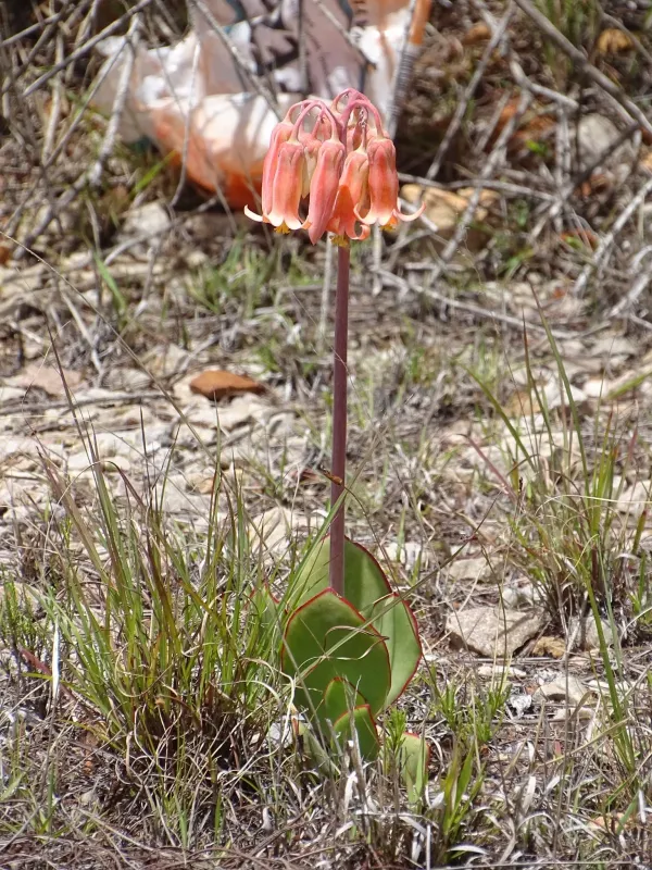 Cotyledon oblonga
