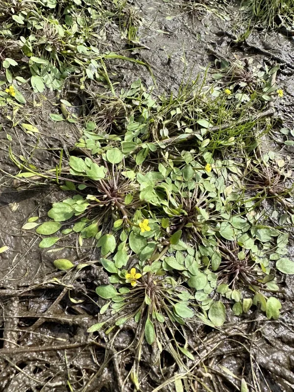 Ranunculus polyphyllus