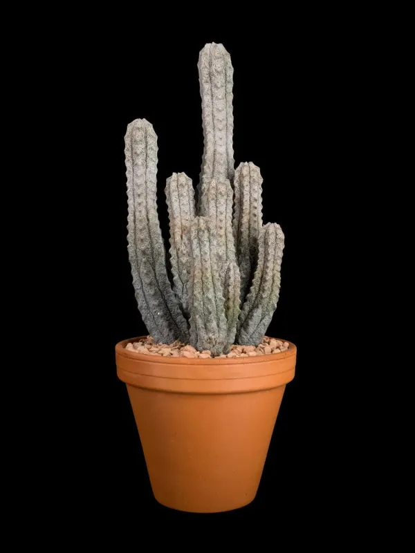 Euphorbia abdelkuri