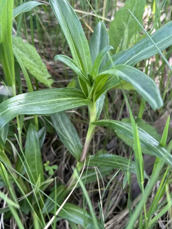 Cross gentian